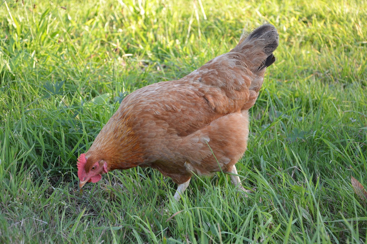Free-range Kienyeji chicken foraging in green grass